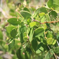 Pentatropis capensis (L.f.) Bullock